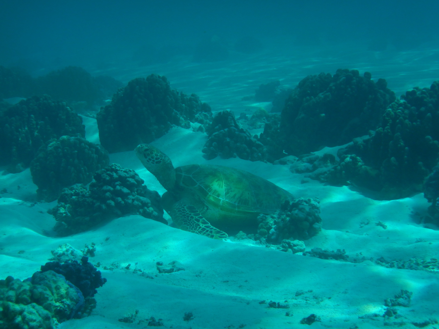 Observation tortues