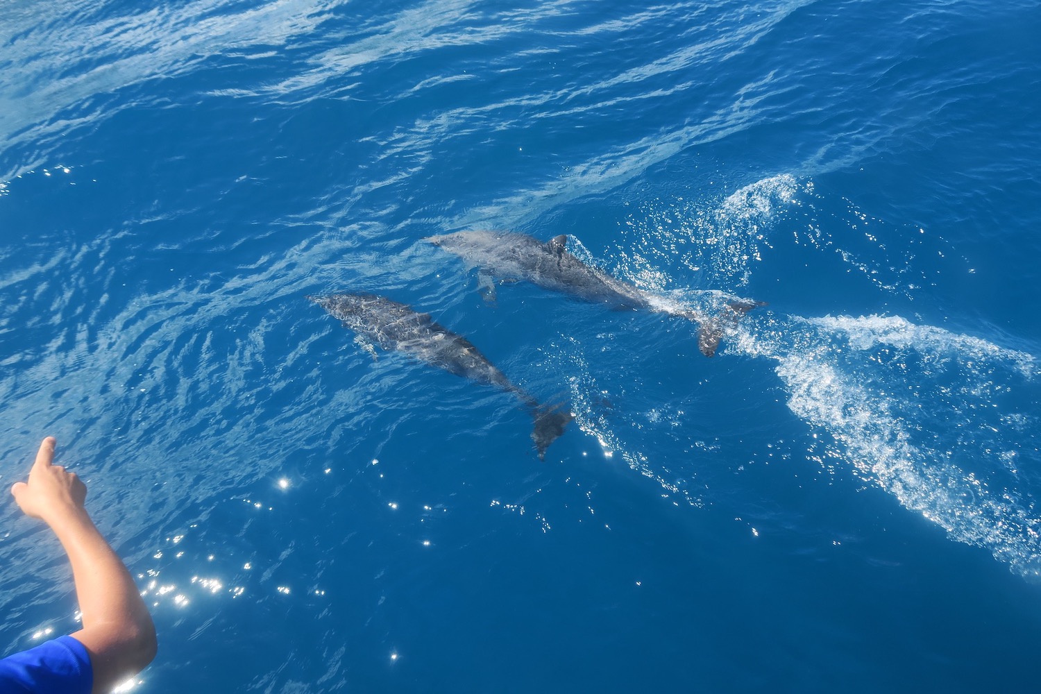 Observation des dauphins