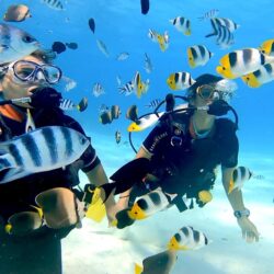 Centre de plongée à vendre à Bora Bora en Polynésie Française