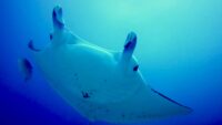 Manta